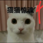 猫猫惊魂4正版
